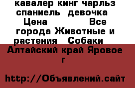  кавалер кинг чарльз спаниель -девочка › Цена ­ 45 000 - Все города Животные и растения » Собаки   . Алтайский край,Яровое г.